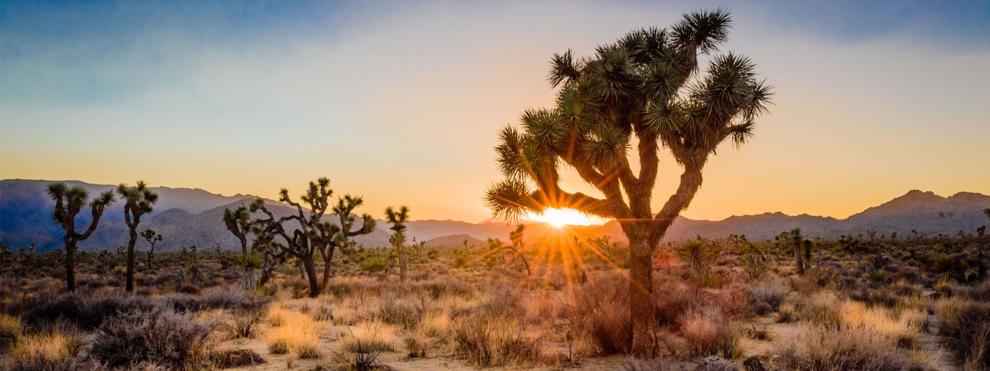 About the SoCal Desert Life site